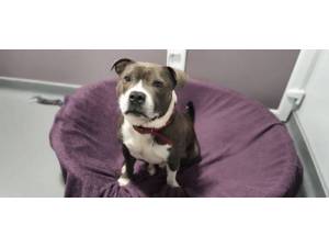 Pudding - male Staffordshire Bull Terrier Photo