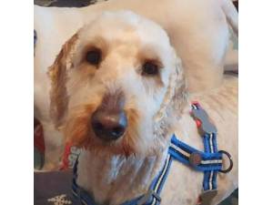 Charlie was Chaz - Male Australian Labradoodle (Labrador cross Poodle) Photo