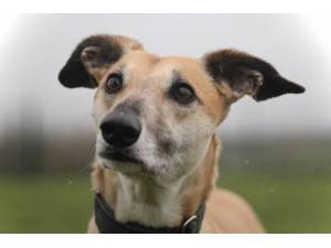 Lacey - Female Lurcher Photo