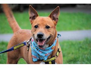 Noddy - Male Staffordshire Cross (SBT) Photo