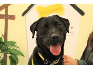 Ozzy - Male Lab Cross Photo