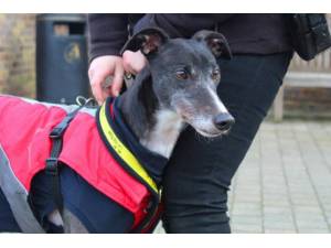 Ally - Female Greyhound Photo