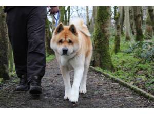 Bear - Male Akita Photo