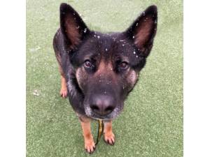 Bella - Female German Shepherd Dog (GSD / Alsatian) Photo