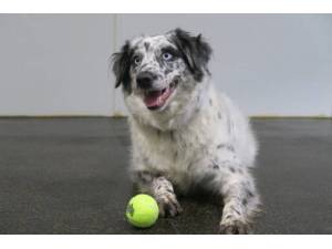 Pie - Female Border Collie Photo