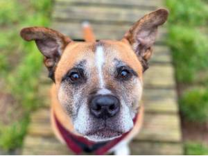 Rufus - Male Staffordshire Cross (SBT) Photo