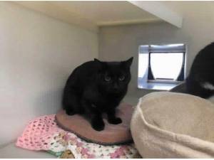 HOLLY - Domestic Shorthair
crossbreed Photo