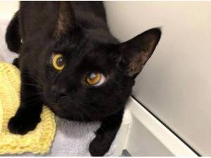 THOR - Domestic Shorthair
crossbreed Photo