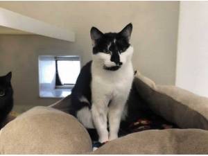 ROBIN - Domestic Shorthair
crossbreed Photo