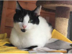 DIAMOND - Domestic Shorthair
crossbreed Photo