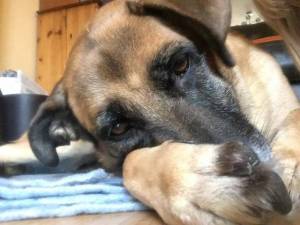 Suzie - Female German Shepherd Dog (Alsatian) Photo