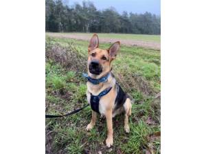 Buddy - Male German Shepherd Dog Photo
