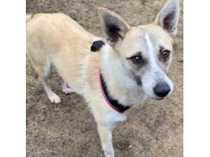 Glitter - Female Cross Breed Photo