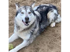 Shakira - Female Wolf Hybrid Photo
