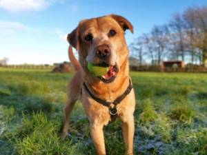 Buddy - Male Lab Cross Photo