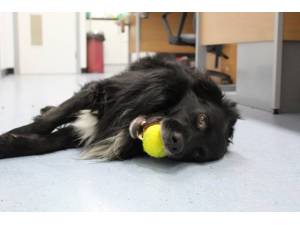 Cam - Male Collie Cross (Border) Photo