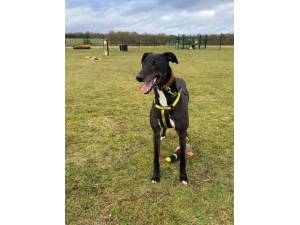 Dash - Male Lurcher Photo