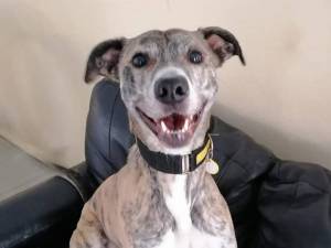Greg - Male Lurcher Photo