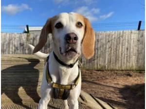 Groot - Male Foxhound Photo