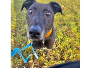Jake - Male Lurcher Photo