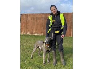 John - Male Lurcher Photo