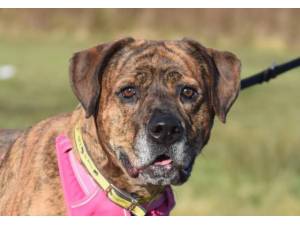 Lexi - Female A Crossbreed Photo