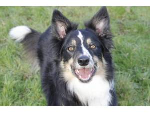 Maddie - Female Border Collie Photo