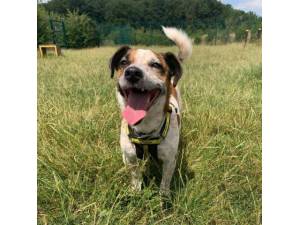 Maisy - Female Jack Russell Terrier (JRT) Photo