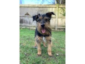 Oscar Wilde - Male Terrier: Yorkshire Photo