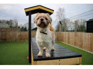 Teddy - Male Shih Tzu Photo