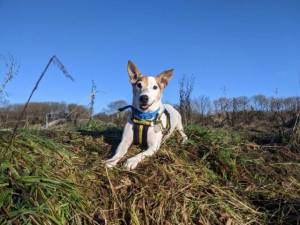 Teddy - Male Jack Russell Terrier (JRT) Photo