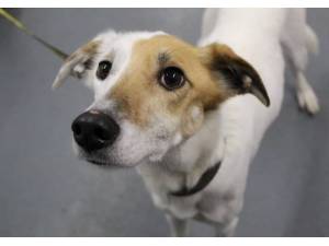 Thorin - Male Lurcher Photo