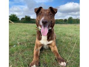 Toffee - Male A Crossbreed Photo