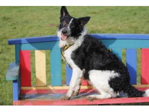 Trooper - Male Border Collie Photo
