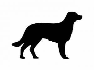 TILLY - Staffordshire Bull Terrier
crossbreed Photo