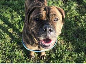 BUGSY - Mastiff Photo