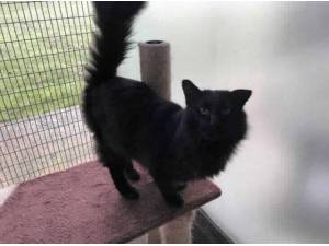 BALBOA - Domestic Longhair
crossbreed Photo