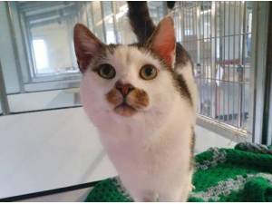 ALEXANDER - Domestic Shorthair
crossbreed Photo
