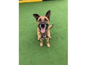 Axel - Male GSD Cross ( German Shepherd / Alsatian) Photo