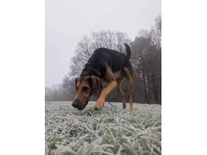 Elvis - Male Foxhound Photo