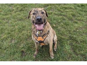 Harvey - Male Mastiff: Bull Photo