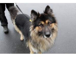 Kaiser - Male German Shepherd Dog (GSD / Alsatian) Photo