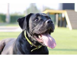 Megan - Female Rottweiler Photo