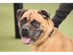 Ray - Male Mastiff: Bull Photo