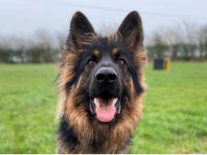 Sunny - Male German Shepherd Dog (GSD / Alsatian) Photo