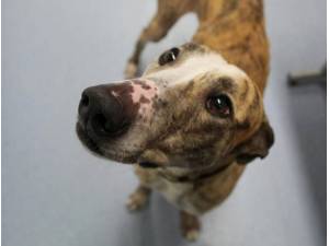 Tweed - Male Lurcher Photo