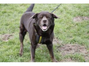 Zeus - Male Lab Cross Photo