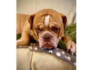 Bruno - Male Bulldog Photo