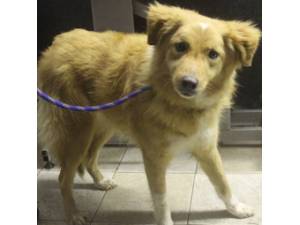 Sunflower - Female Cross Breed Photo