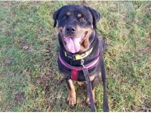 PARIS - Rottweiler Photo
